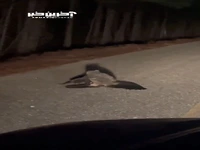 حمله عجیب و نادر جغد به یک لاشخور