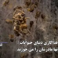 وقتی بچه عنکبوت‌ها مادرشان را می خورند!