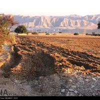 قطع برق، موجب کاهش ۵۰ درصدی کشت تابستانه در دزفول شد