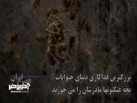 وقتی بچه عنکبوت‌ها مادرشان را می خورند!