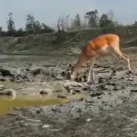 حمله ناگهانی تمساح به آهو