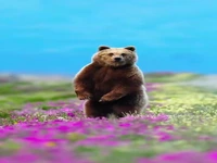 خرس قهوه ای در طبیعتی زیبا