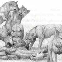 برای سگ‌های استخوان‌شکن آمریکای شمالی چه اتفاقی افتاد؟