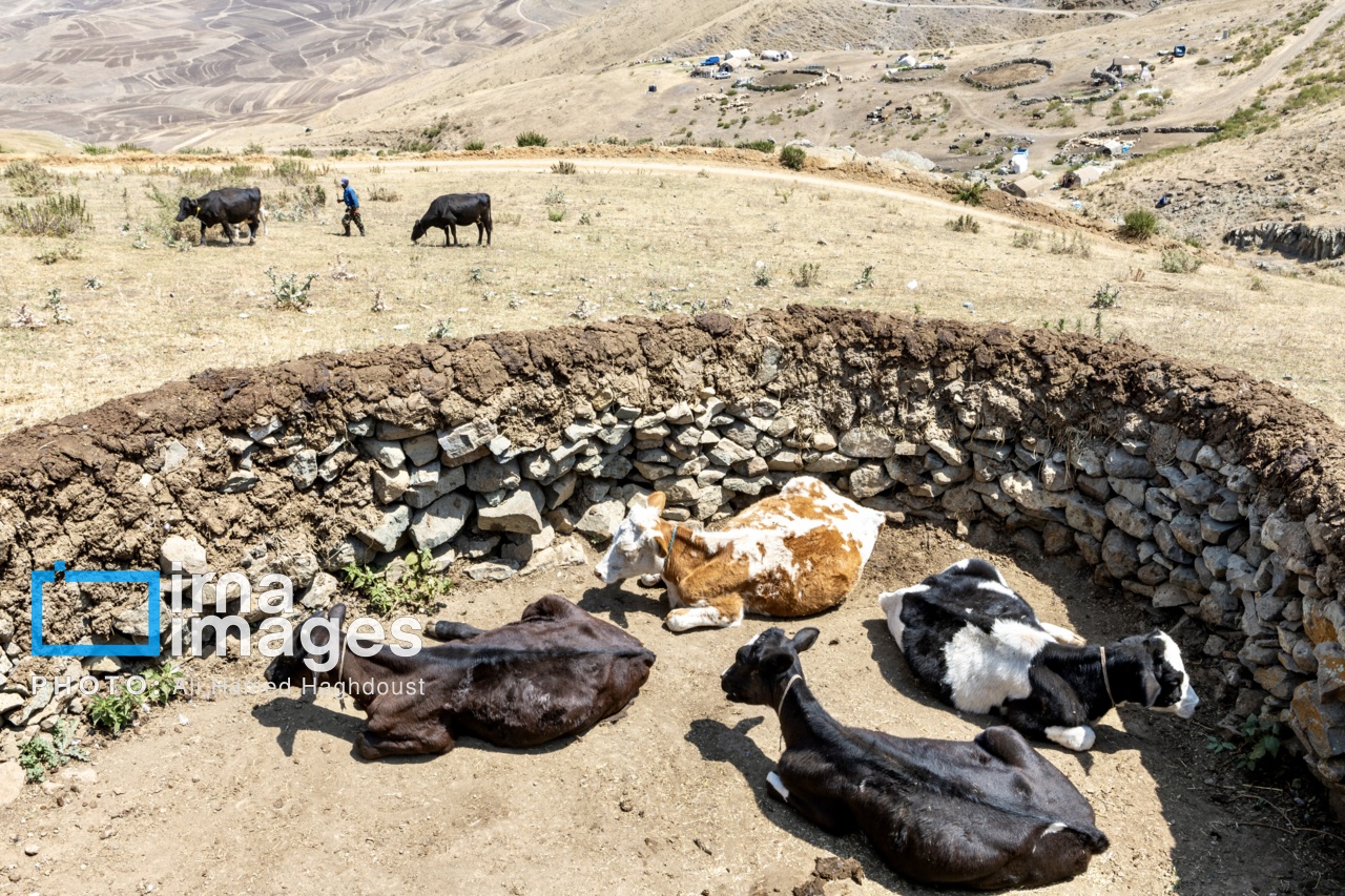 کوچ ییلاقی عشایر «قاراداغ»