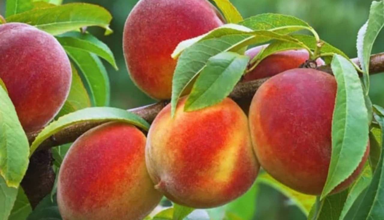  برداشت بیش از ۶۵ هزار تن هلو از باغات آذربایجان غربی آغاز شد