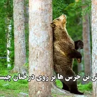 راز خارش تن خرس‌ها روی درختان!