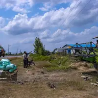 برداشت برنج از شالیزاهای استان مازندران