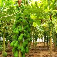 مزرعه میوه‌های استوایی با مشارکت اسپانیایی‌ها در هرمزگان احداث می‌شود
