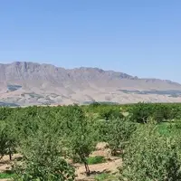 بادام، محصولی استراتژیک و بومی در چهارمحال و بختیاری