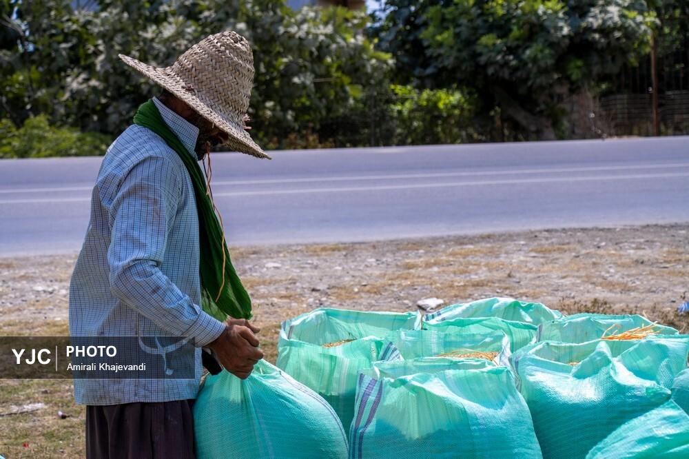 برداشت برنج از شالیزاهای استان مازندران