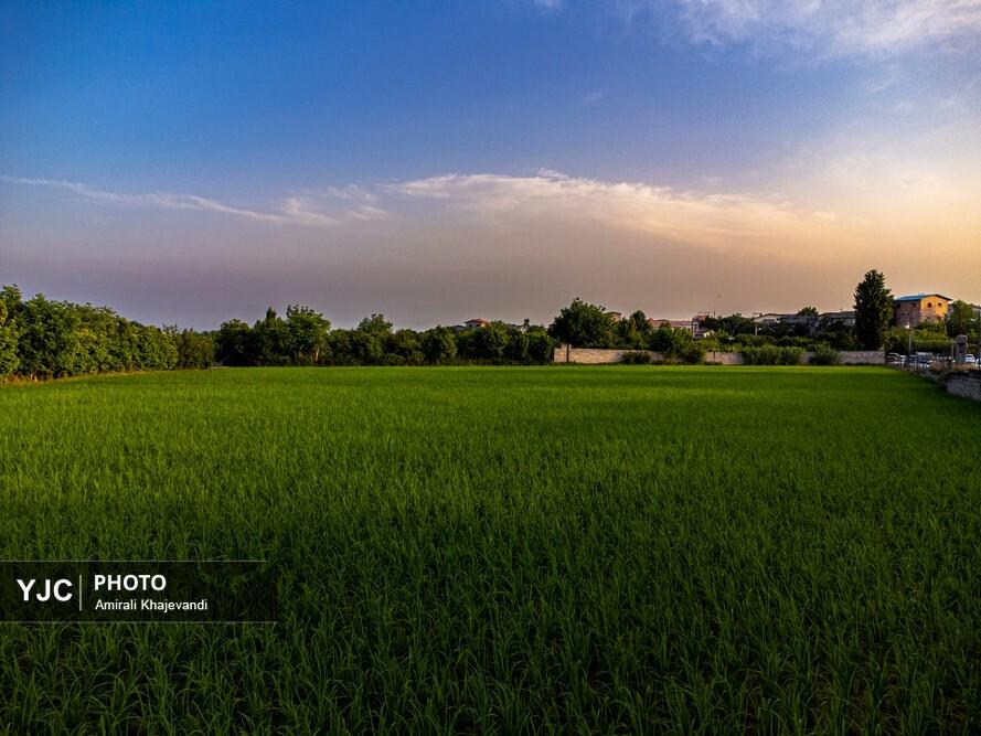 برداشت برنج از شالیزاهای استان مازندران