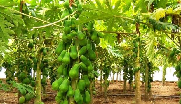 مزرعه میوههای استوایی با مشارکت اسپانیاییها در هرمزگان احداث میشود