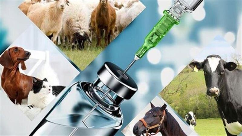 سه میلیون راس دام استان مرکزی علیه بیماریهای مختلف ایمن شدند