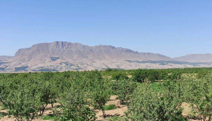 بادام، محصولی استراتژیک و بومی در چهارمحال و بختیاری