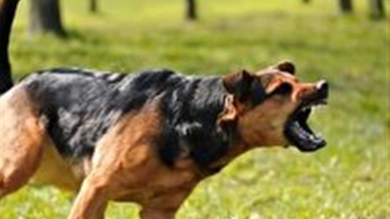 یک مرگ دلخراش درکلاته نقی بجنورد