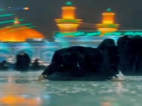 استوری/ خواب می‌دیدم کنار ضریح تو...