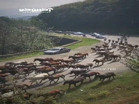 صحنه دیدنی بازگشت اسب ها از ارتفاعاتی که کوچ کرده بودند!