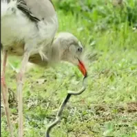 شکارچی مارها