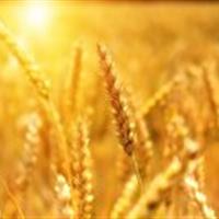 خرید بیش از ۷۵۲ هزار تن گندم در کردستان