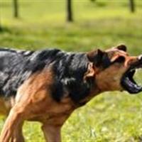 یک مرگ دلخراش درکلاته نقی بجنورد