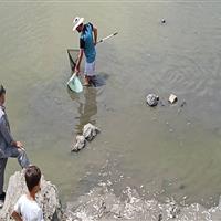 نجات پنج هزار قطعه ماهی از رودخانه توکلان دیواندره