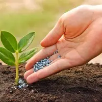 تولید کود بیولوژیک برای رشد گیاه در شرایط خشکسالی از سوی دانش‌بنیان‌ها