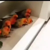 دعوا کردن جالب طوطی ها با یکدیگر