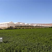 سالانه بیش از ۳۹ هزار تن محصول کشاورزی از استان زنجان صادر می‌شود