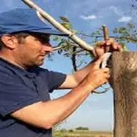 سرشاخه‌کاری بیش از ۳ هزار پیوندک درخت گردو در همدان