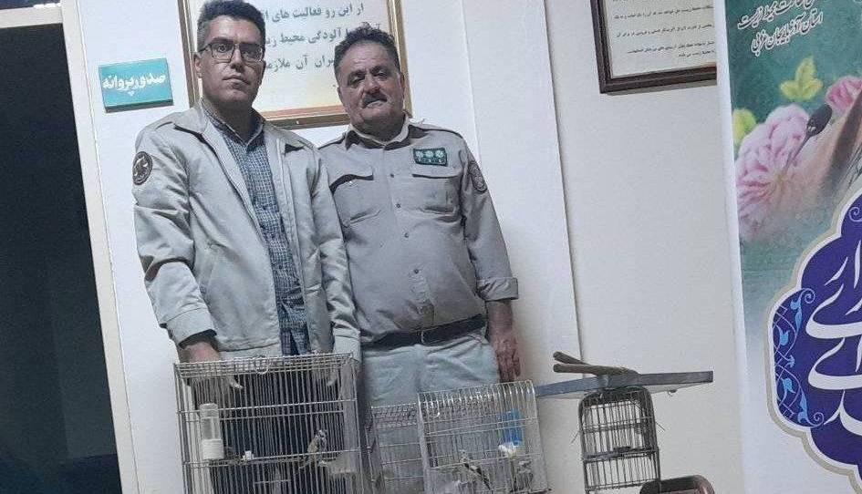 دستگیری متخلفین زنده‌گیری سهره طلایی در شاهین‌دژ