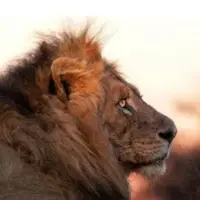 غزال درست جلوی شیر خوش‌شانس زیر درخت افتاد