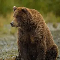 عملیات نجات خرس قهوه‌ای به همت محیط‌بانان و همیاری روستاییان سراب