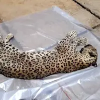 تلف شدن یک فرد پلنگ ایرانی در منطقه حفاظت شده