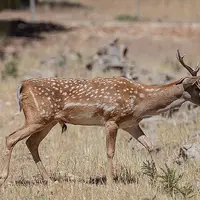 تکذیب ذبح گوزن زرد ایرانی در مراسم اربعین