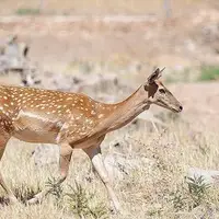 صحت فیلم ذبح گوزن زرد ایرانی در مراسم اربعین تکذیب شد
