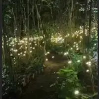 جنگل کرم های شب تاب  