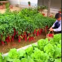 نهایت استفاده از باغچه خانه