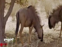رویارویی گوزن یالدار پا شکسته و یوزپلنگ ها 