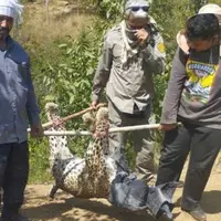 عکس/ کشف لاشه پلنگ ماده در منطقه حفاظت شده طارم سفلی در قزوین