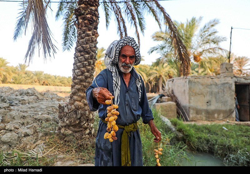 رهاسازی آب برای آبیاری و احیای نخیلات شهرستان‌های شادگان و ماهشهر