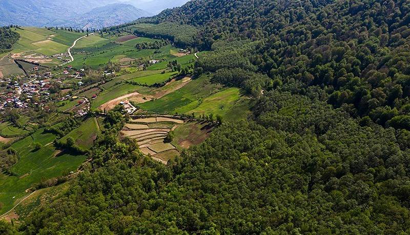 مرثیهای برای جنگلهای هیرکانی؛ جنگلکشی قانونی زیر نقاب ممنوعیت!