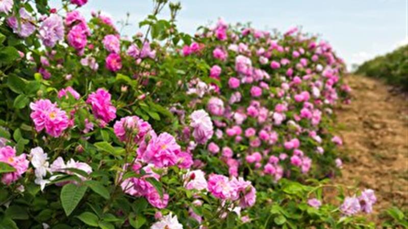 سهم عمده گلمحمدی در زیرکشت گیاهان دارویی زنجان