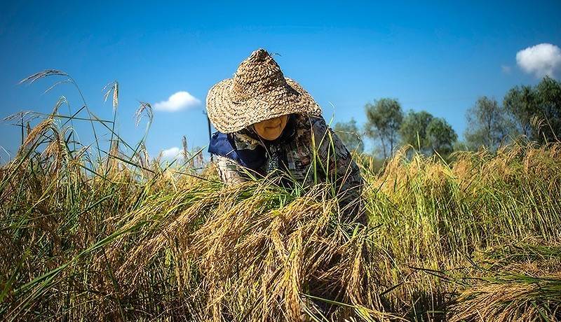 جیب پرپول دلالان با برنج ۳۰۰ هزار تومانی؛ باز هم برنجکاران شمالی قربانی شدند!