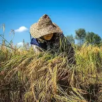 جیب پرپول دلالان با برنج ۳۰۰ هزار تومانی؛ باز هم برنجکاران شمالی قربانی ‌شدند!