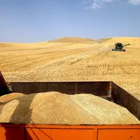 ۷۰ درصد مطالبات گندمکاران پرداخت شد