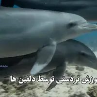 کلاس آموزش تردستی توسط دلفین‌ها