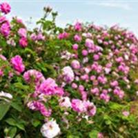 گل‌محمدی در صدر کشت گیاهان دارویی استان زنجان