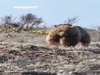 فصل تغذیه‌ بی‌وقفه خرس قهوه‌ای در پارک ملی گلستان
