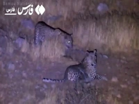 گردش شبانه ۲ پلنگ ایرانی در پارک ملی بمو