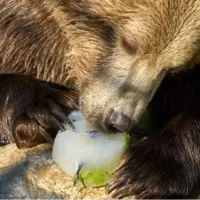 بستنی مخصوص حیوانات برای مقابله با موج گرما